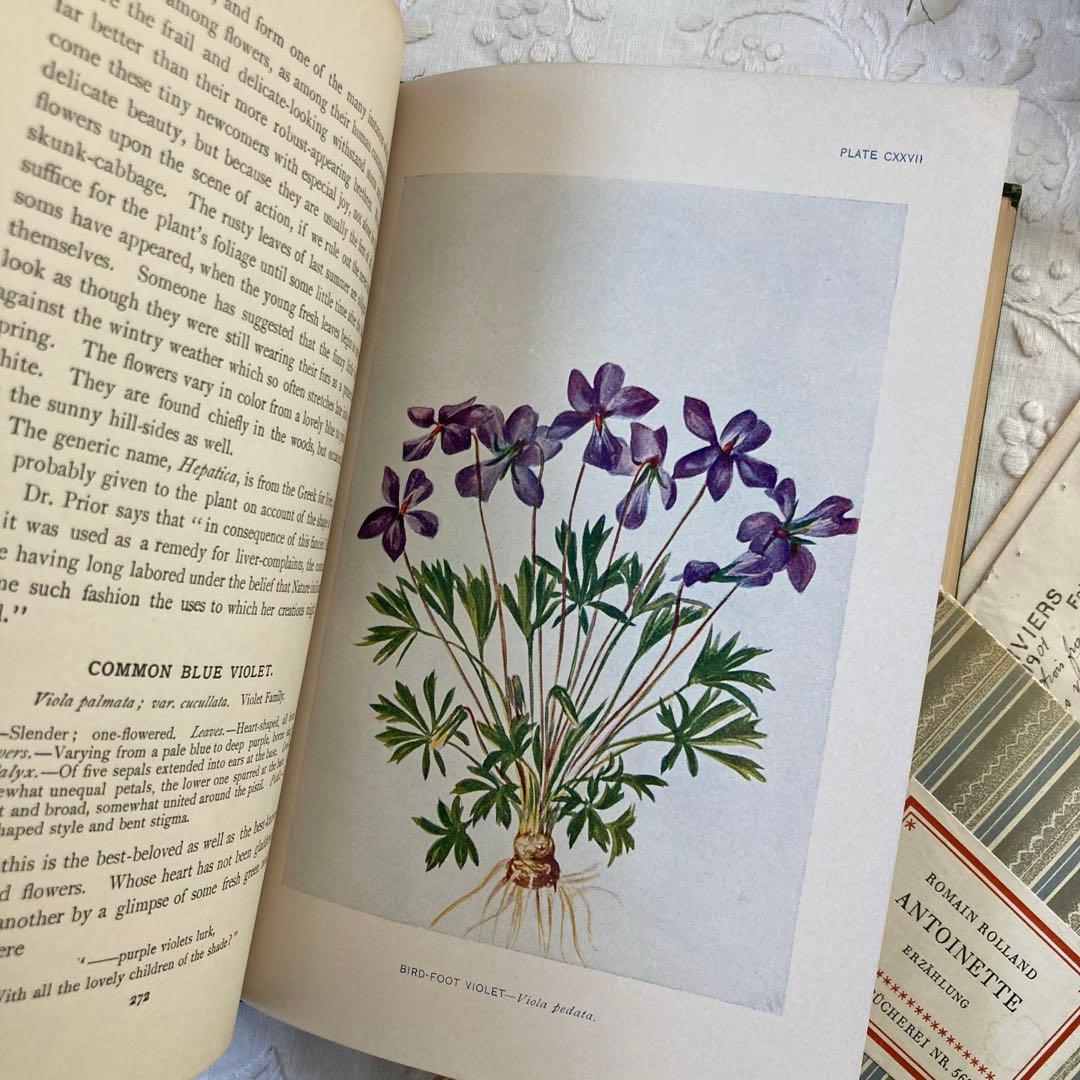 ★SALE★L809 洋書古書 1906年発行雰囲気たっぷりアンティーク植物図鑑