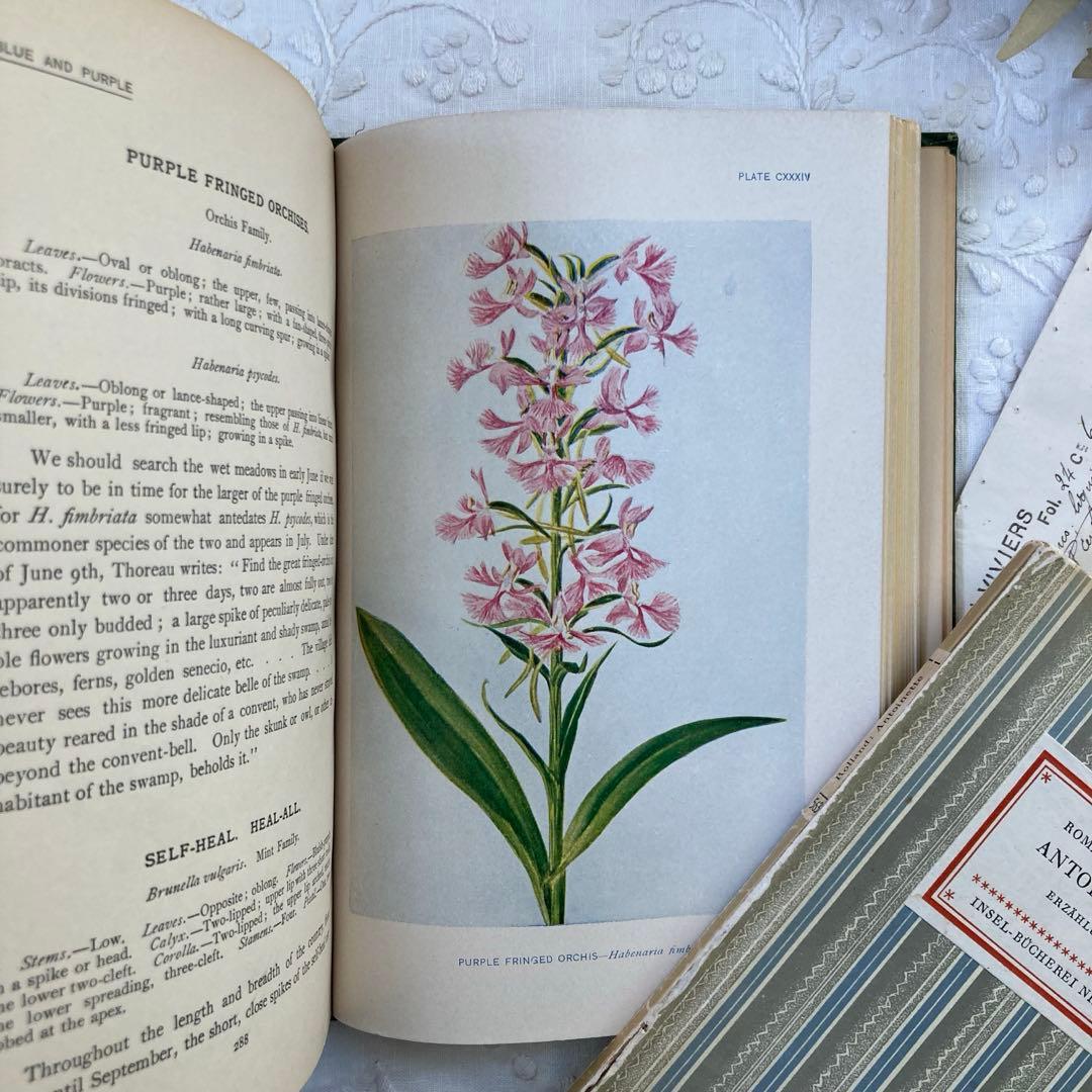 ★SALE★L809 洋書古書 1906年発行雰囲気たっぷりアンティーク植物図鑑