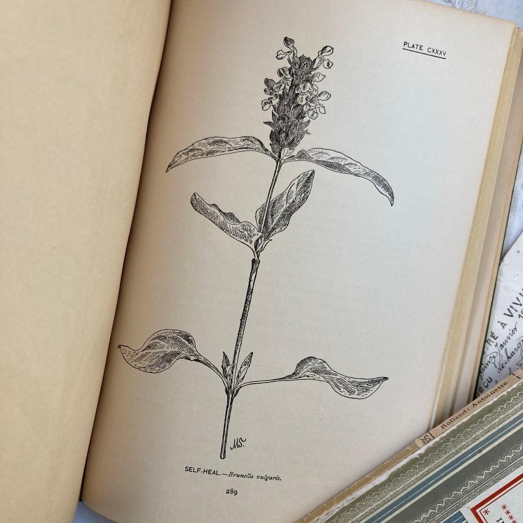★SALE★L809 洋書古書 1906年発行雰囲気たっぷりアンティーク植物図鑑