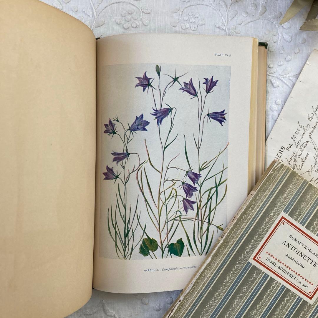 ★SALE★L809 洋書古書 1906年発行雰囲気たっぷりアンティーク植物図鑑