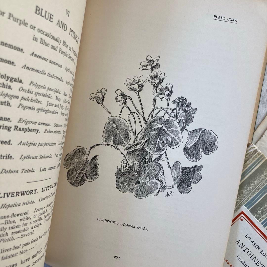 ★SALE★L809 洋書古書 1906年発行雰囲気たっぷりアンティーク植物図鑑