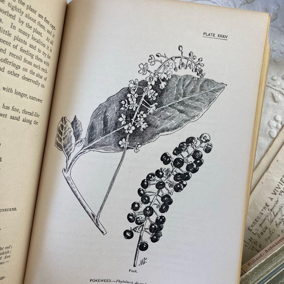 ★SALE★L809 洋書古書 1906年発行雰囲気たっぷりアンティーク植物図鑑