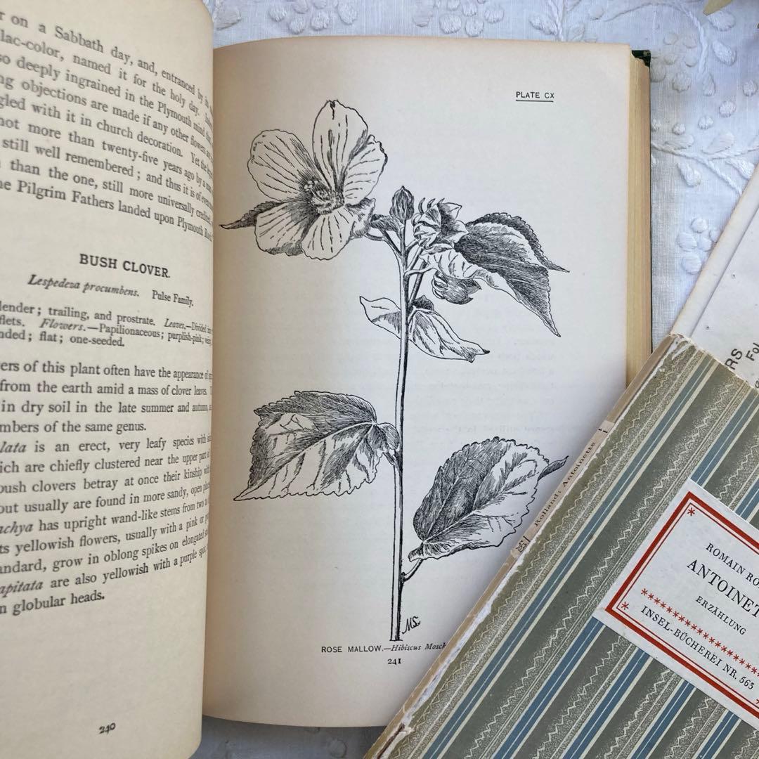 ★SALE★L809 洋書古書 1906年発行雰囲気たっぷりアンティーク植物図鑑