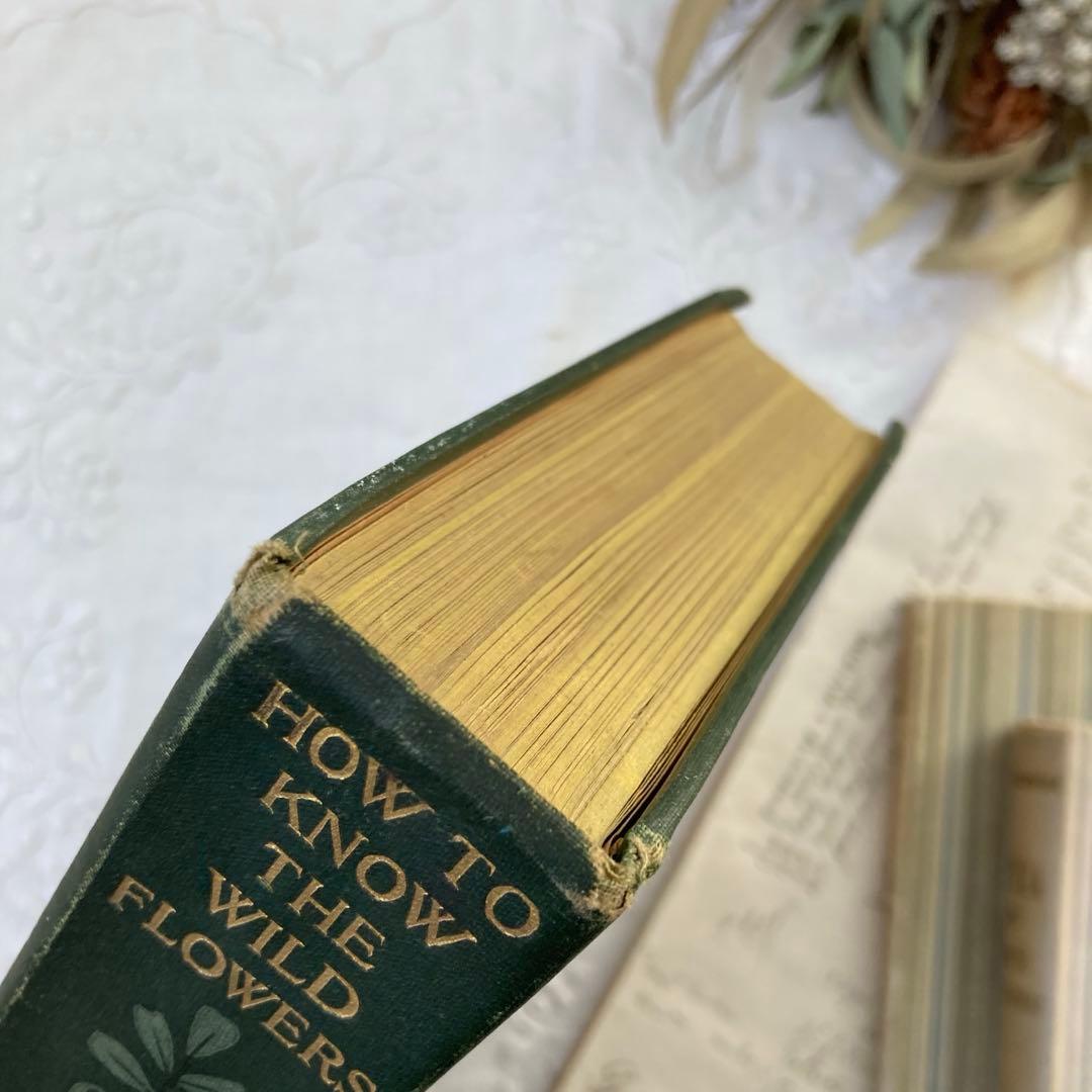 ★SALE★L809 洋書古書 1906年発行雰囲気たっぷりアンティーク植物図鑑