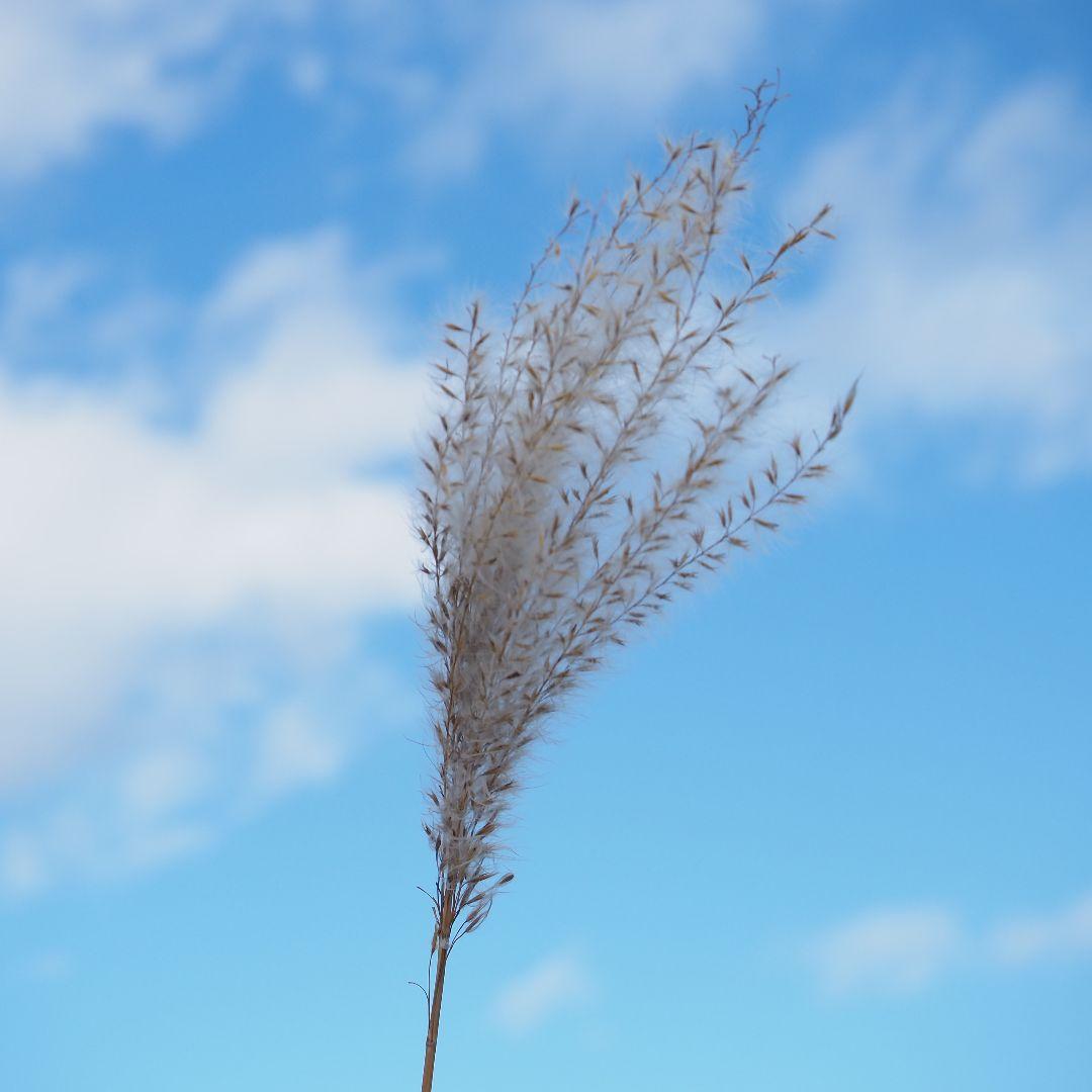 ⭐️動作確認済で訳あり⭐️LUMIX G VARIO 35-100mm