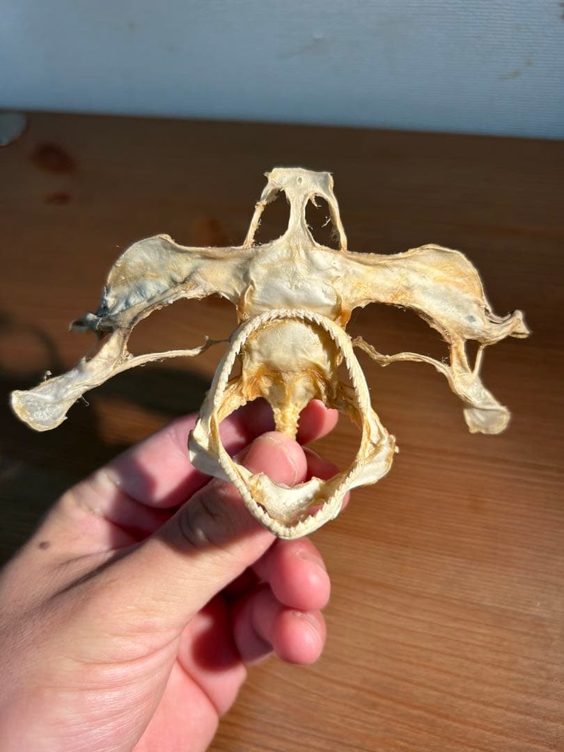 シュモクザメ頭骨
