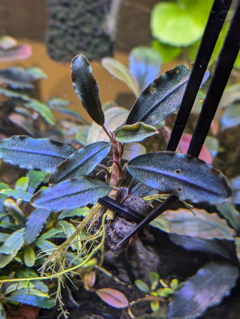 ブセファランドラsp.ギャラクシーメタリックミッドナイトブルー　完全水中葉