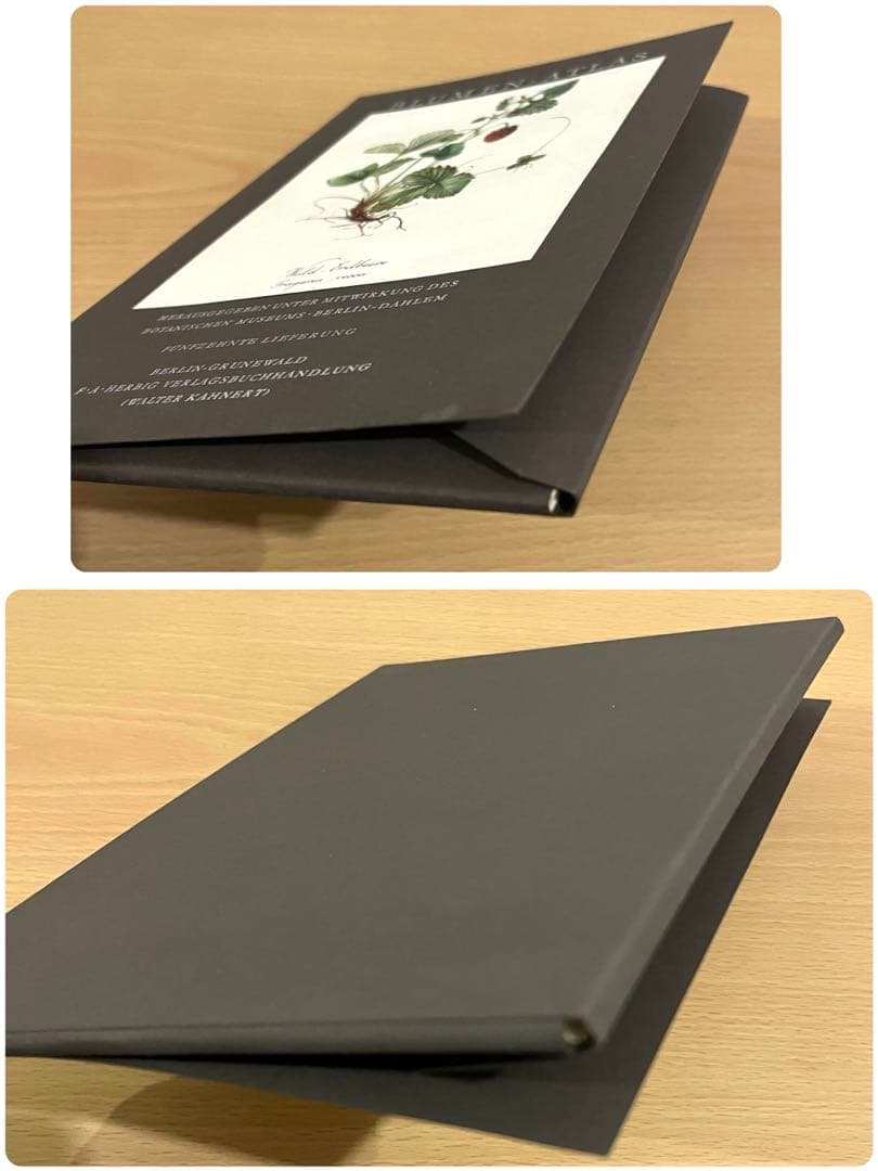 No.300ドイツ ビンテージ 紙もの ボタニカルアート 植物図鑑 水彩画