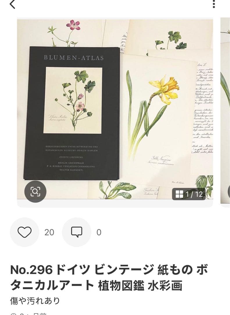 No.300ドイツ ビンテージ 紙もの ボタニカルアート 植物図鑑 水彩画