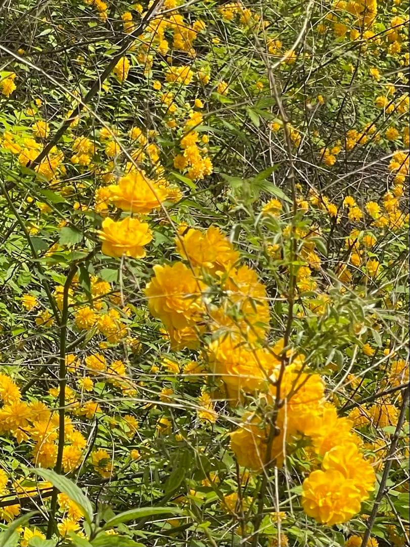 和胡弓　弓、付属品付き