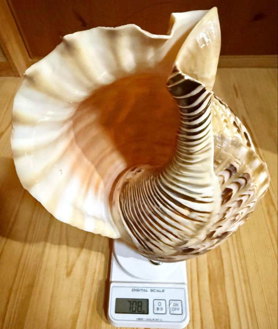 修験道法螺貝　山伏　密教　魔除け　熊よけ❣️ホラガイ　ほら貝