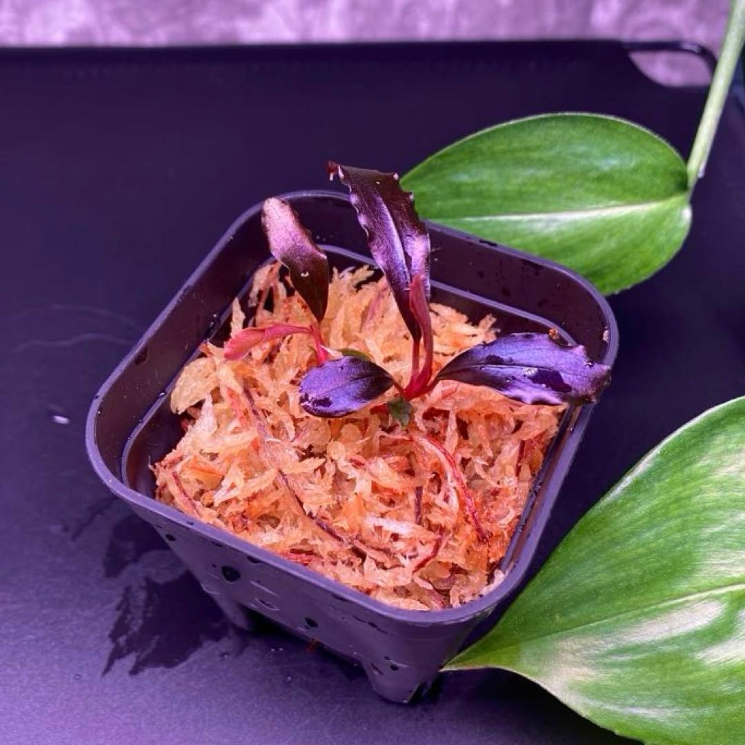 2株　Bucephalandra sp.Ghost kalimantan