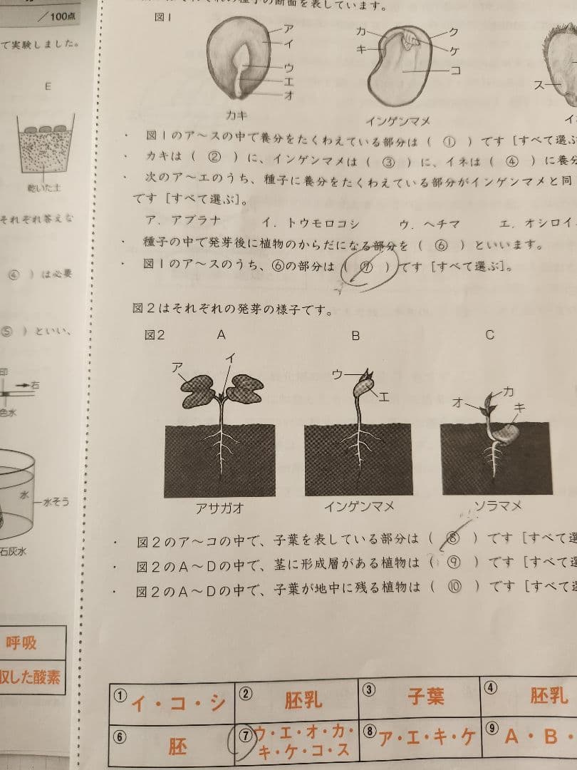2025年度 サピックス 6年生 理科 欠番なし