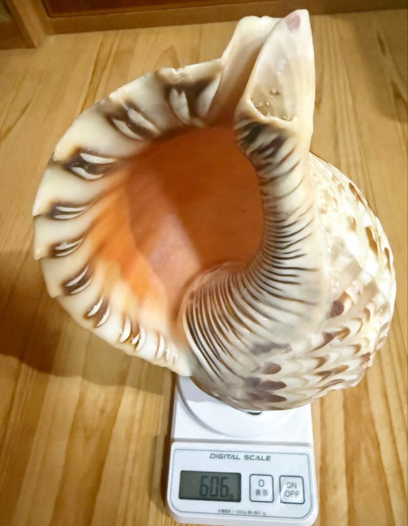 コンパクト修験道法螺貝　山伏　密教　熊よけ　魔除け❣️ホラガイ　ほら貝