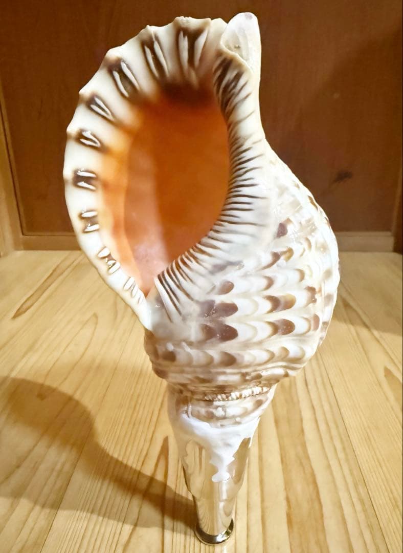 コンパクト修験道法螺貝　山伏　密教　熊よけ　魔除け❣️ホラガイ　ほら貝