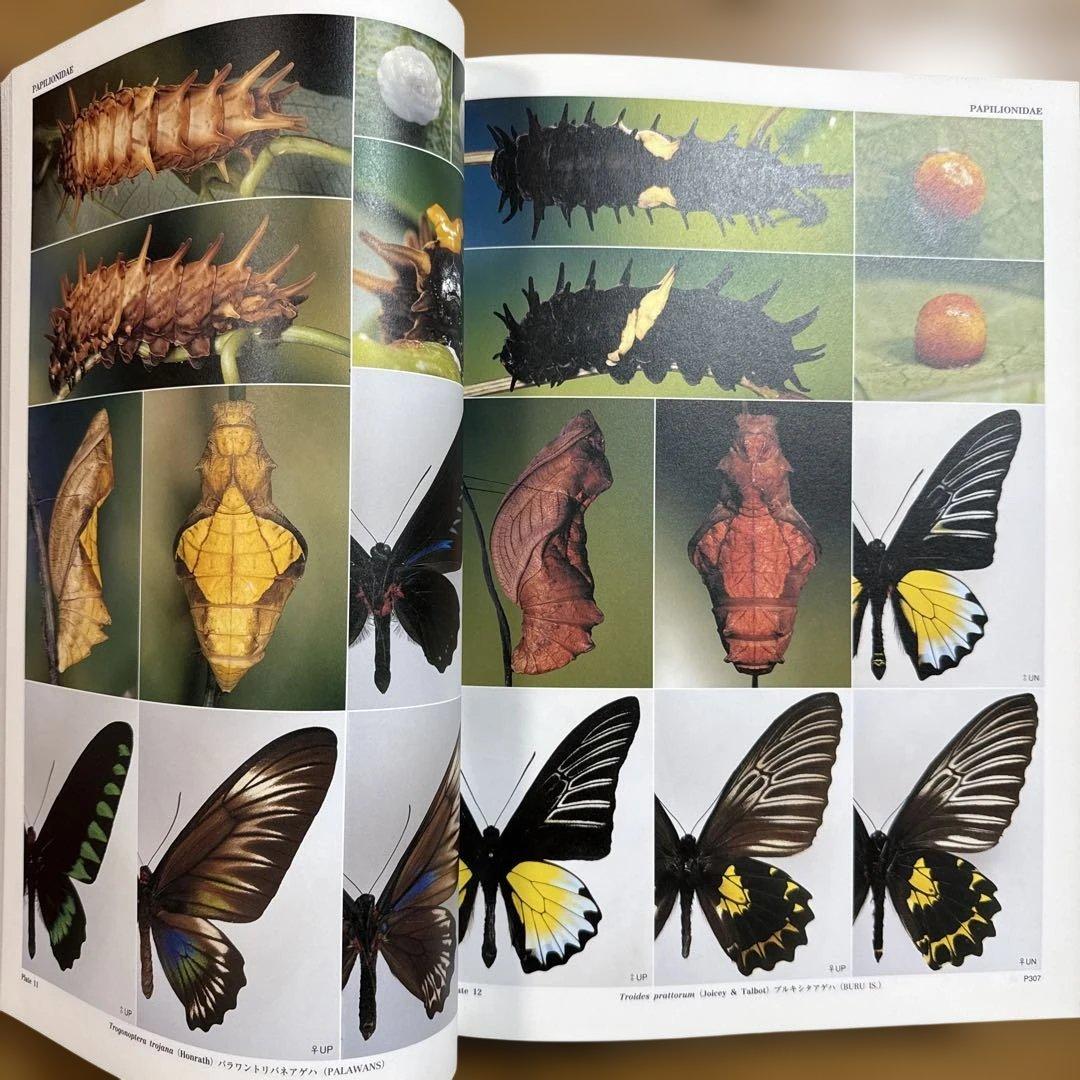 アジア産蝶類生活史図鑑 2