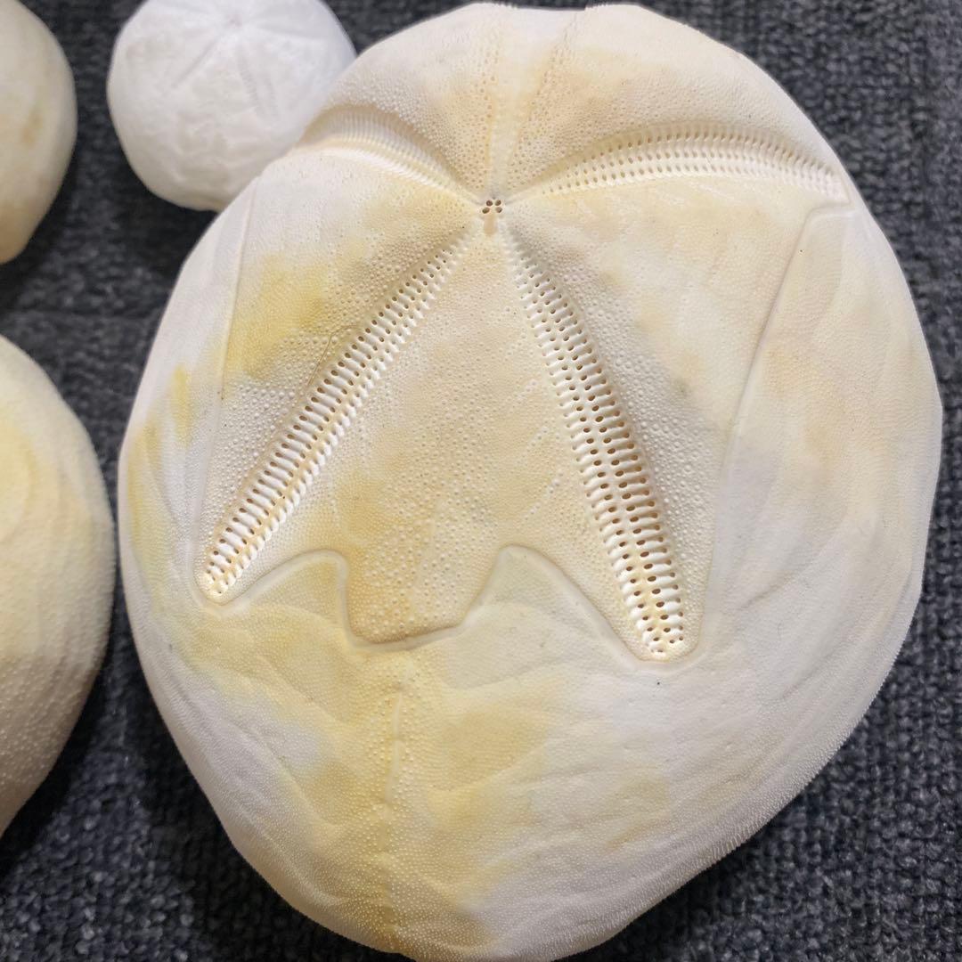 ブンブクセット♡ウニ殻♡標本