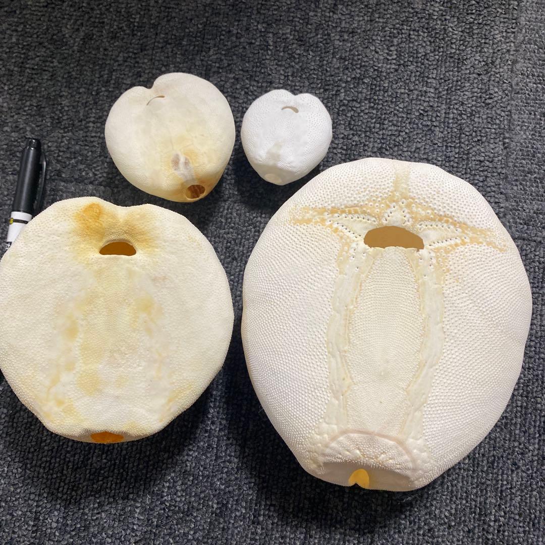 ブンブクセット♡ウニ殻♡標本