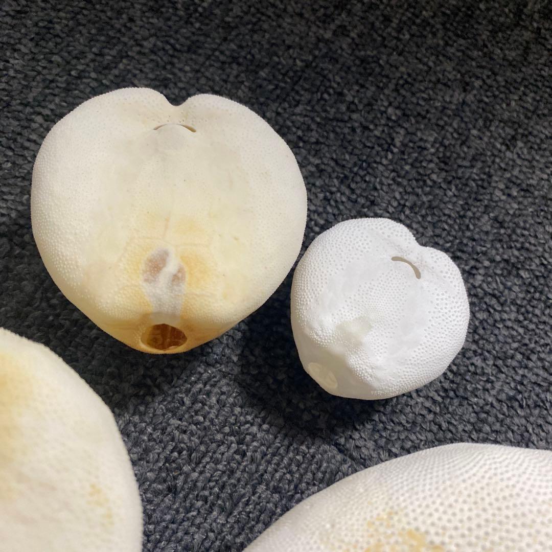 ブンブクセット♡ウニ殻♡標本