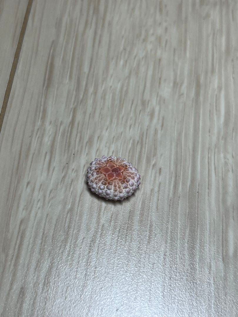 ティーダナガウニモドキ 殻