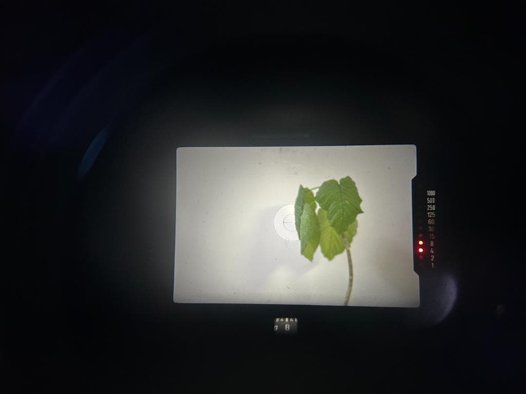 フィルムカメラ MINOLTA XD New MD 50mm F1.7