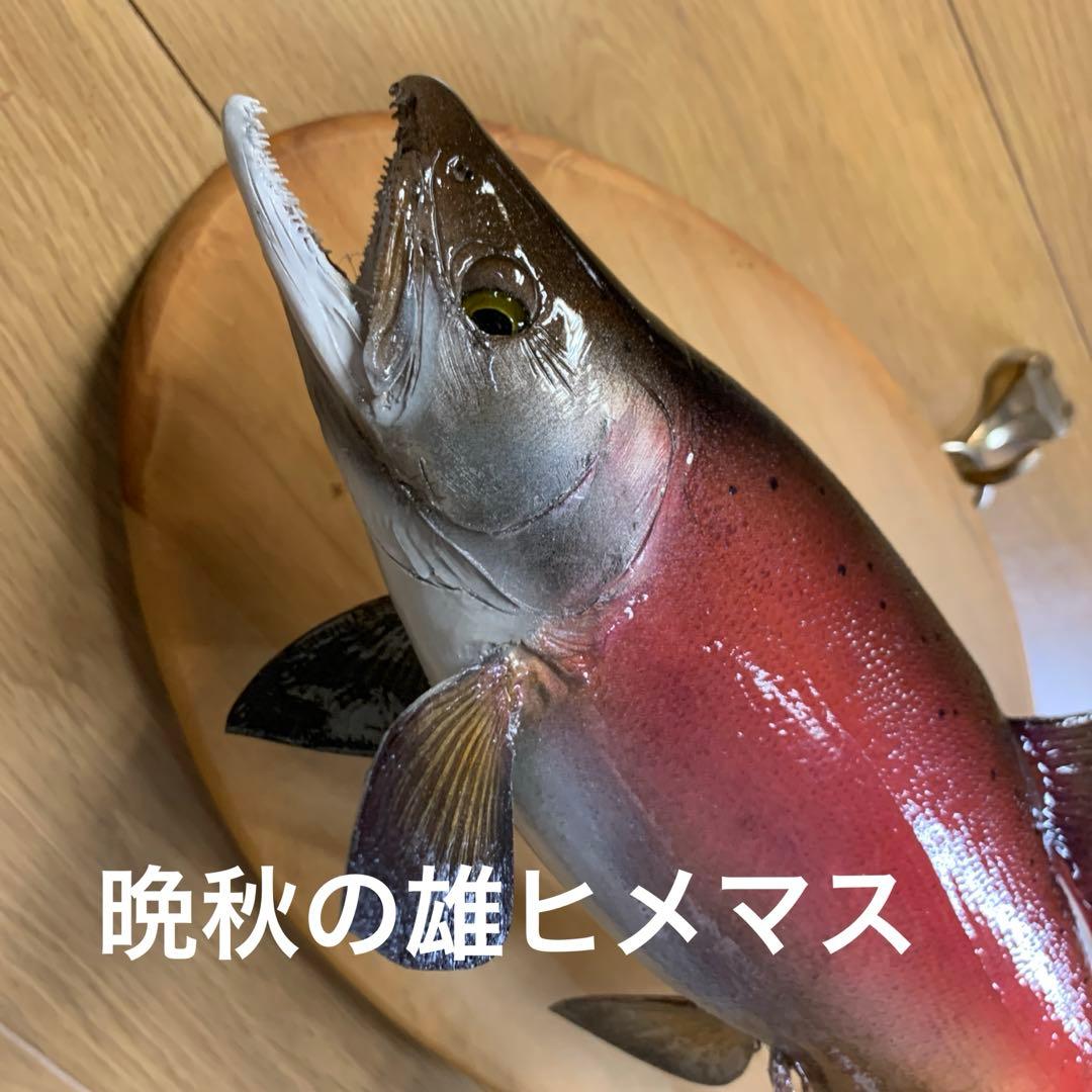 剥製　魚類剥製工房エフクラフト　晩秋の雄ヒメマス 33センチ 最終形態