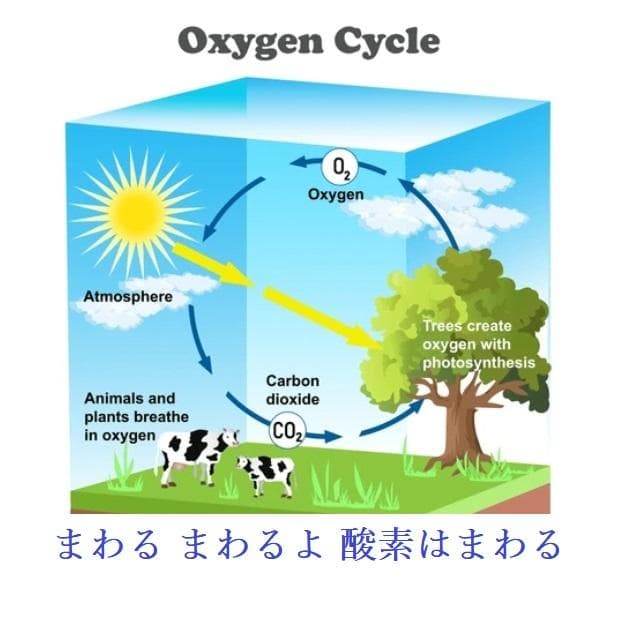 携帯用濃縮酸素缶　24本　まとめ買い！　救急救命のスターオブライフ認証品