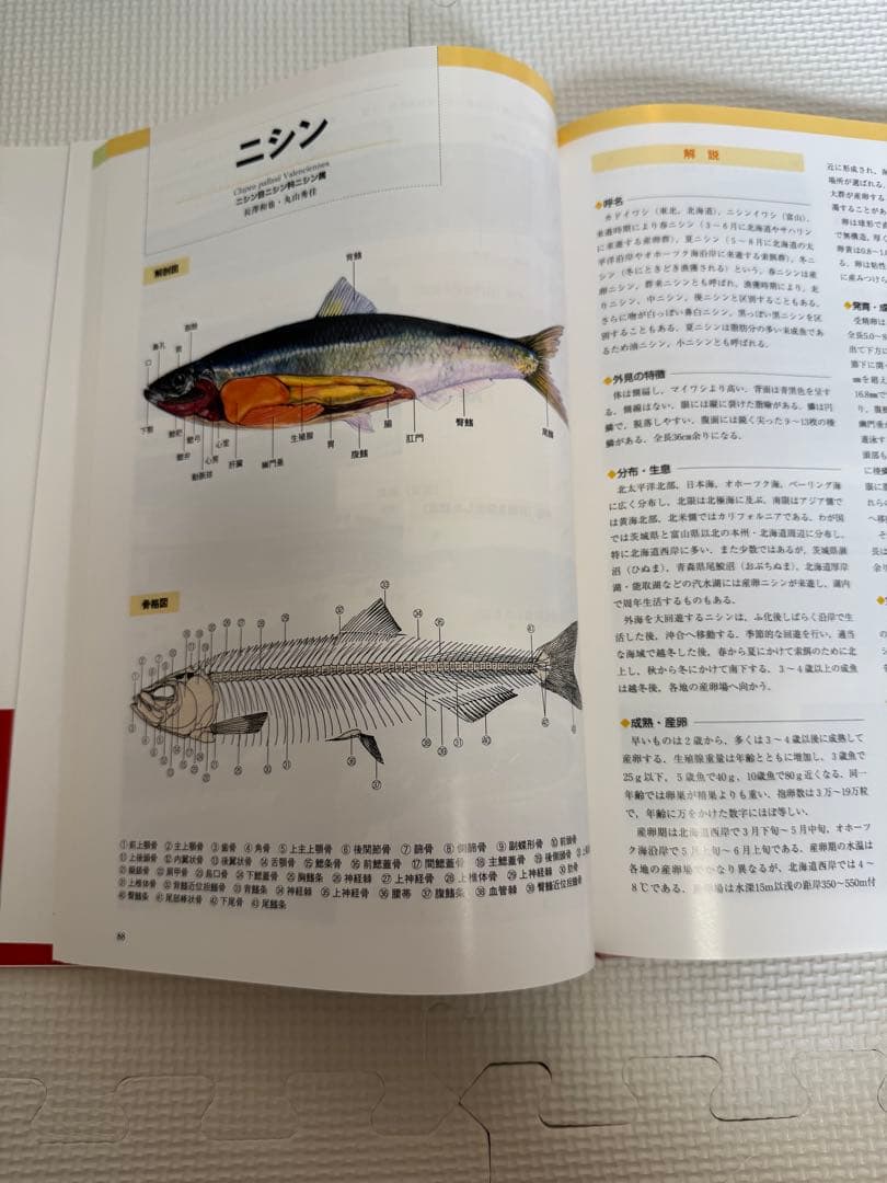 新魚類解剖図鑑