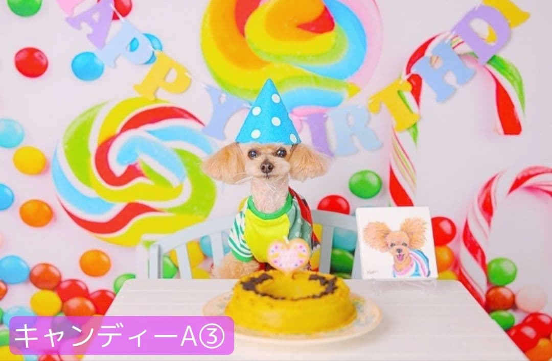 背景布×10枚+2　ペット撮影用フォトブース　トリミングチョーカー販売中