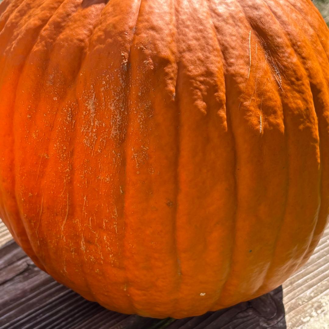 【Rakkoonその1】ハロウィンかぼちゃ　本物