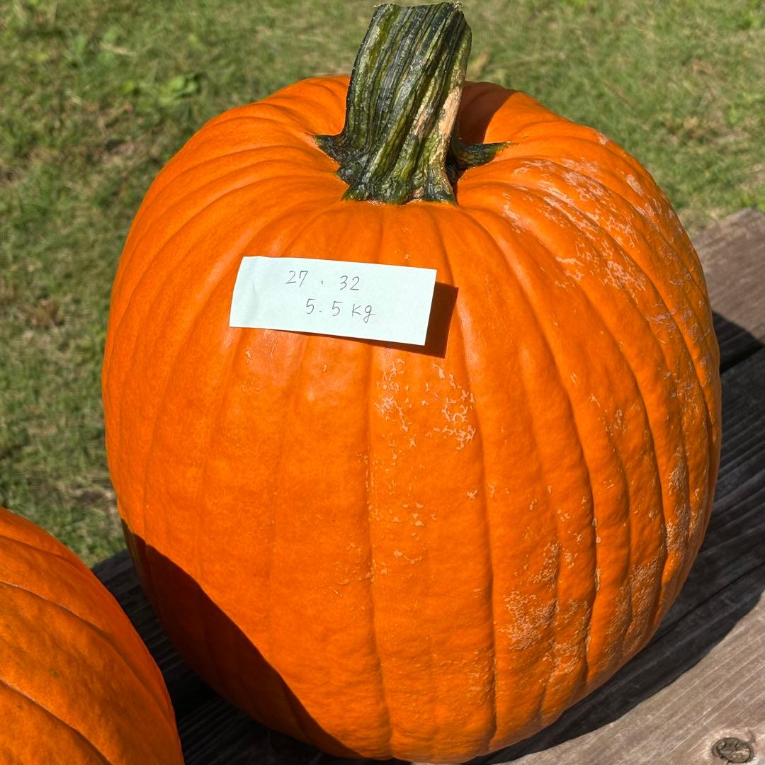 【Rakkoonその1】ハロウィンかぼちゃ　本物