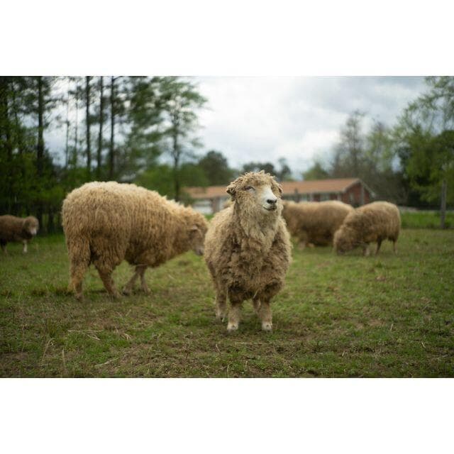 4　美品　初期型　整備済み　ジュピター 8 　2/50 L39　オールドレンズ