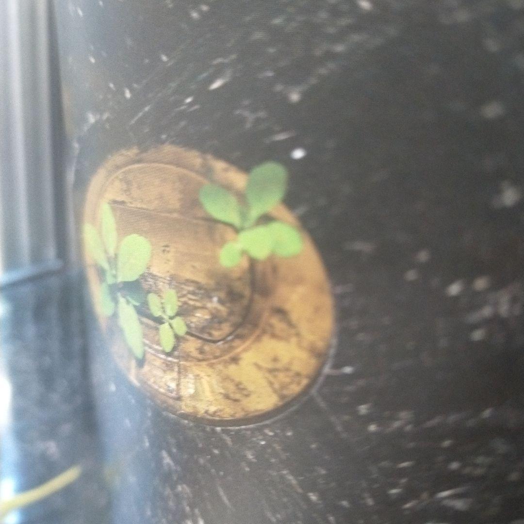 須田悦弘 図録 松濤美術館 杉本博司 川瀬敏郎 彫刻 木彫 現代美術 絶版