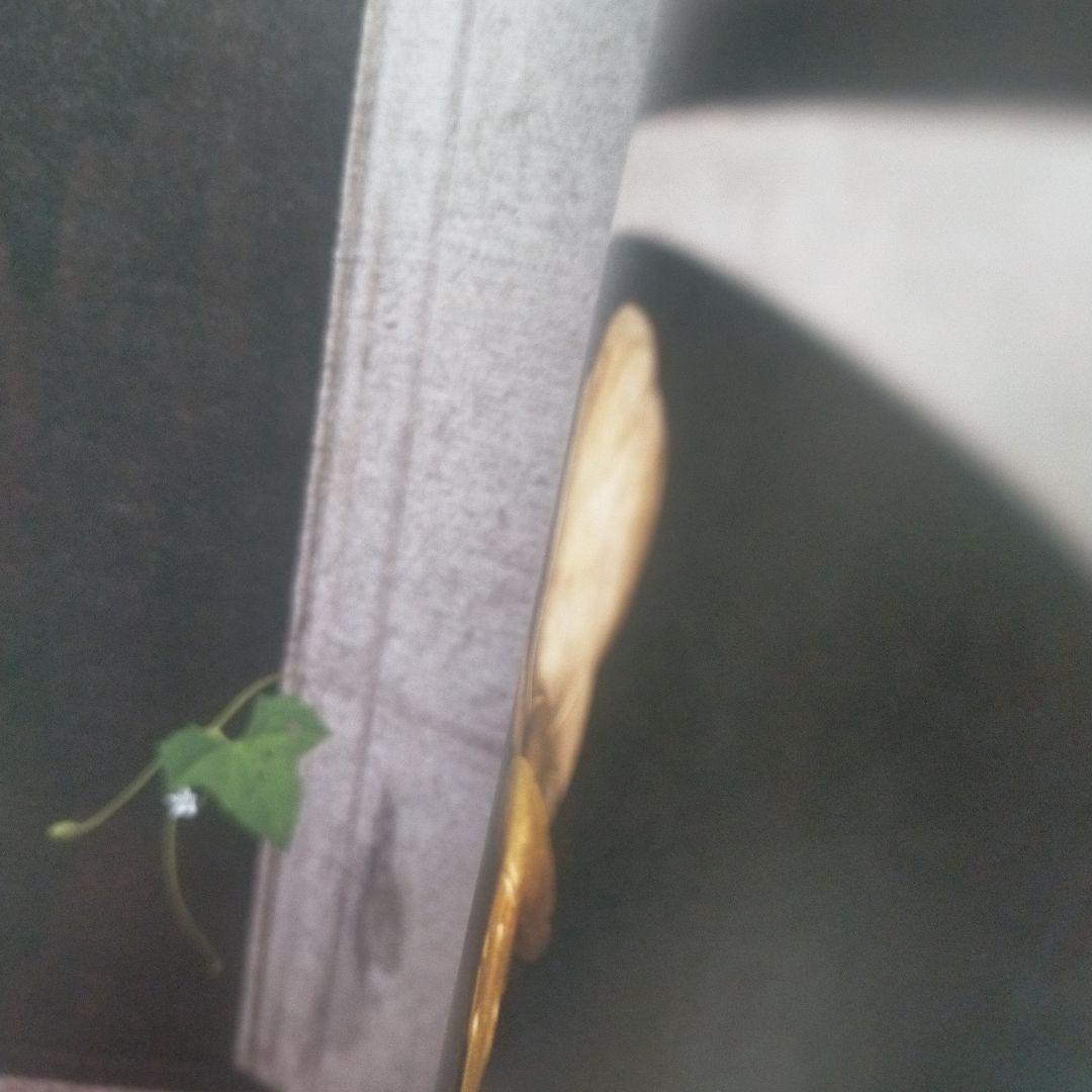 須田悦弘 図録 松濤美術館 杉本博司 川瀬敏郎 彫刻 木彫 現代美術 絶版