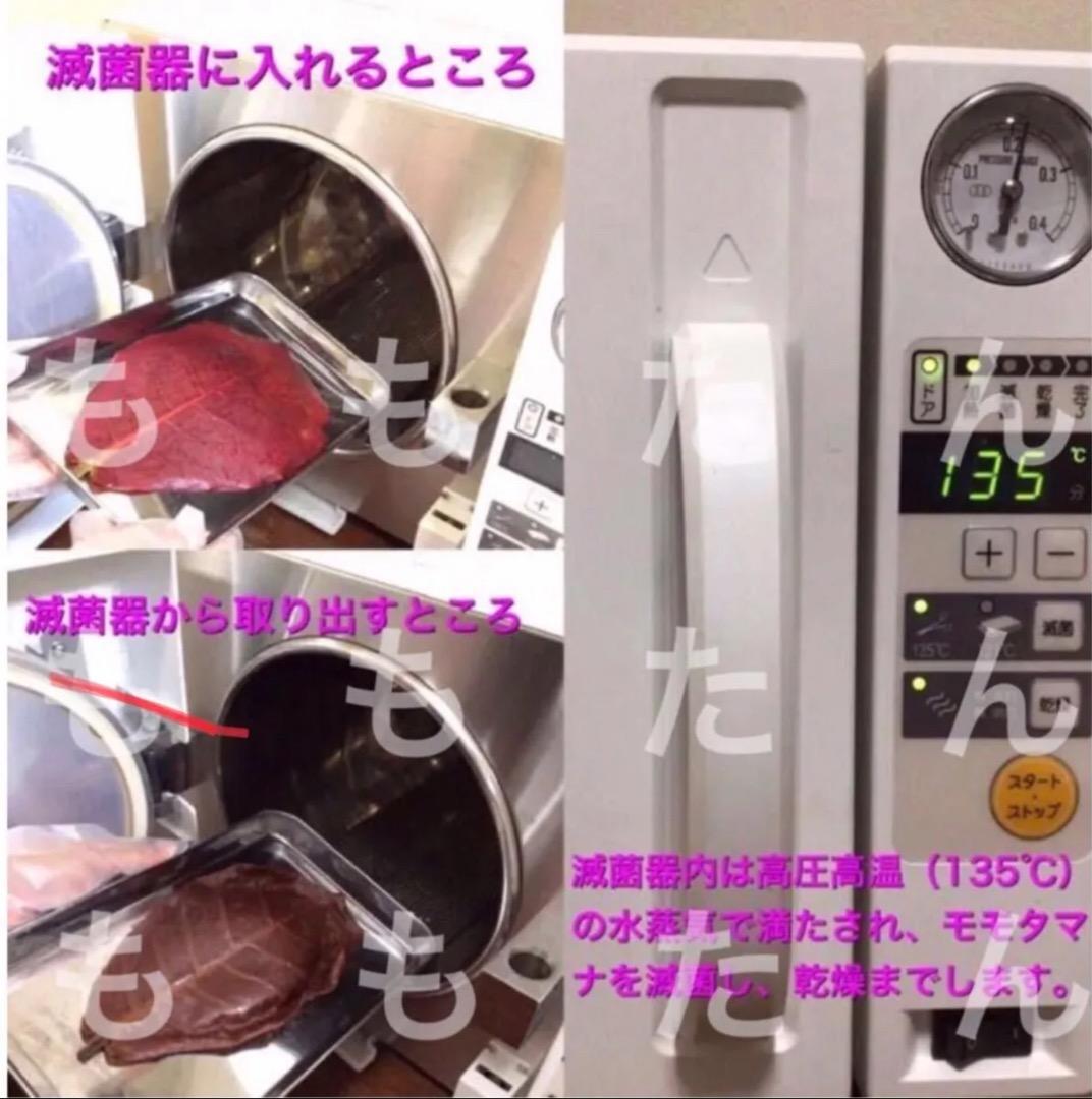 お徳用！サイズランダム400g高圧蒸気滅菌沖縄県産無農薬モモタマナ