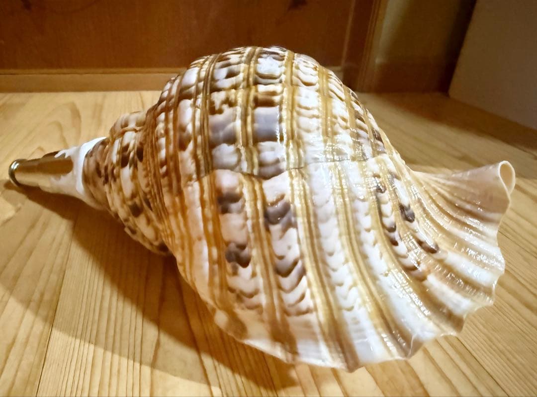 修験道法螺貝　山伏　密教　魔除け　熊よけ❣️ほら貝　ホラガイ