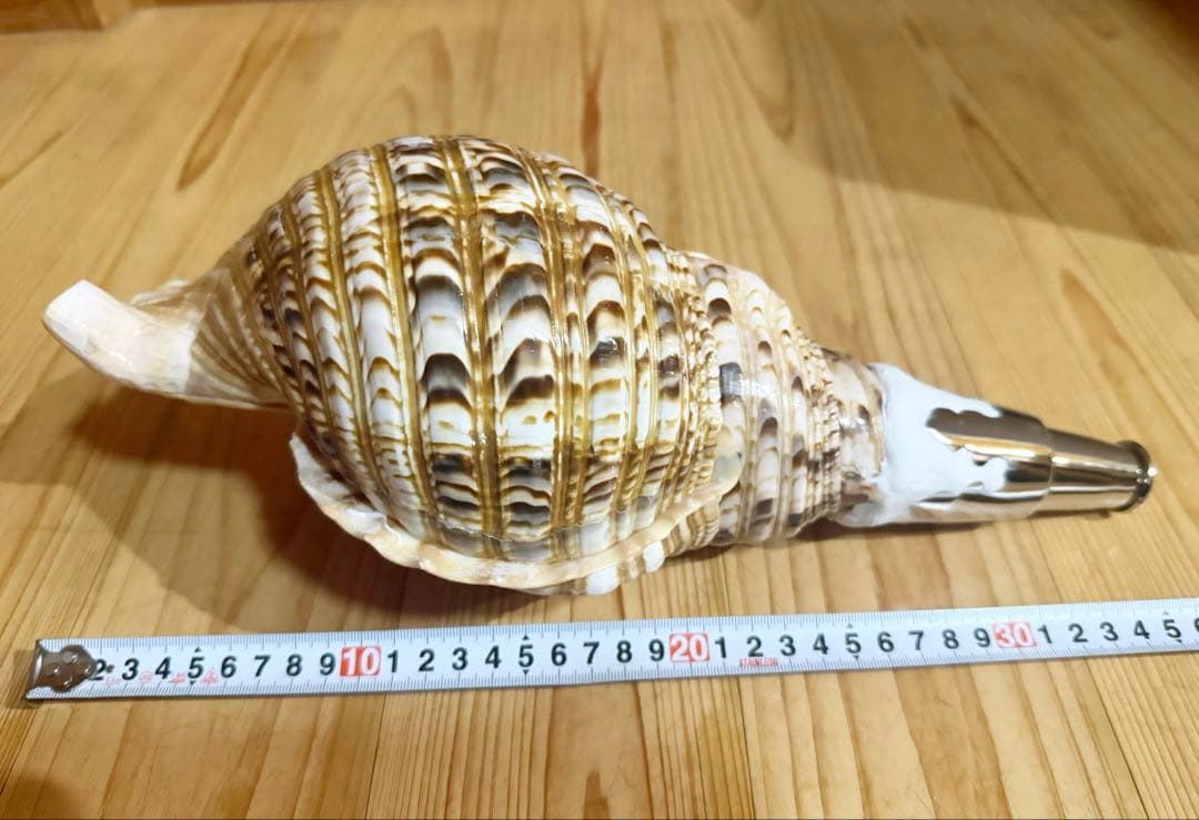 修験道法螺貝　山伏　密教　魔除け　熊よけ❣️ほら貝　ホラガイ