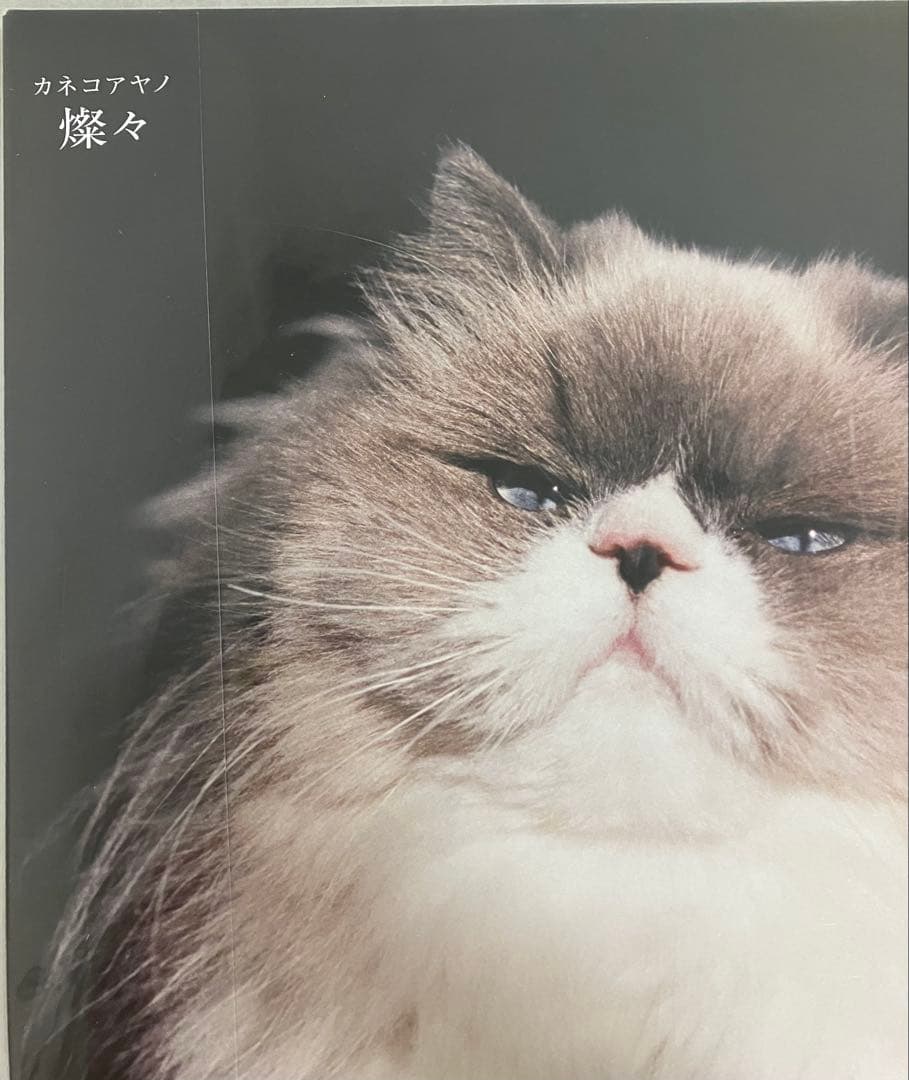 【期間限定出品】カネコアヤノ　燦々／ ALONE／爛漫 3点セット　美品