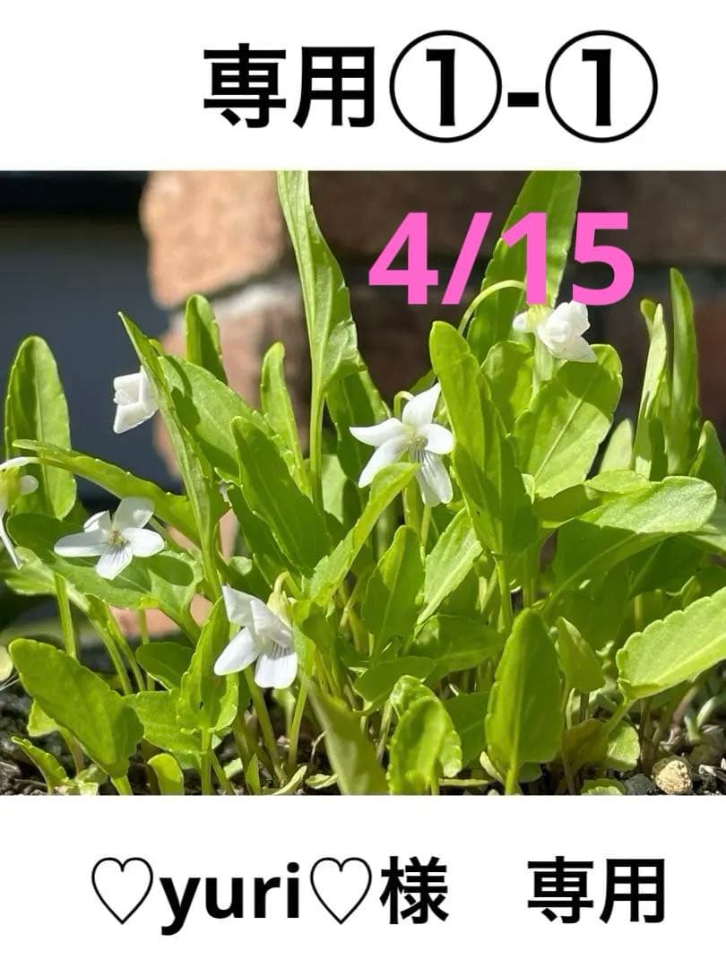 ①-① 専用です。