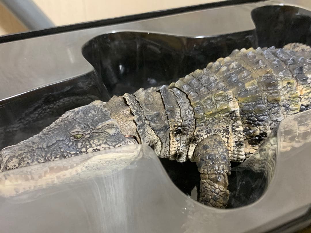 ガシャポンオンライン　いきもの大図鑑　アルティメット　ナイルワニ