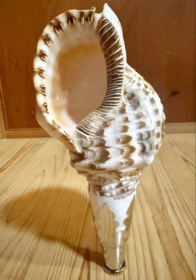 希少セイヨウ法螺貝　山伏　密教　魔除け熊よけホラガイ　ほら貝