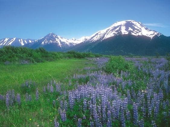 【専用】ソウルサポート３本アラスカンエッセンス　フラワーエッセンス