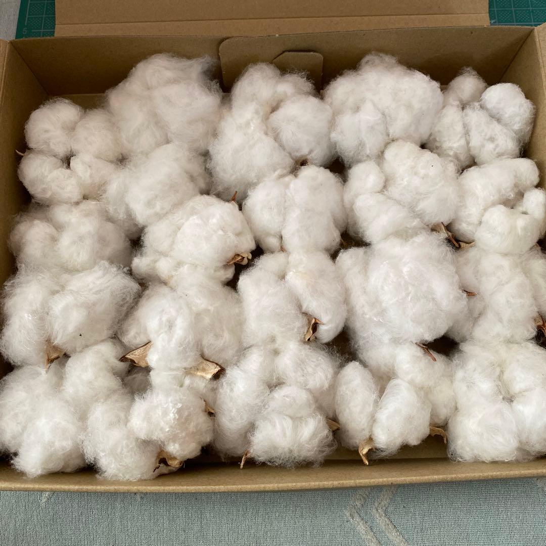 河内コレクション