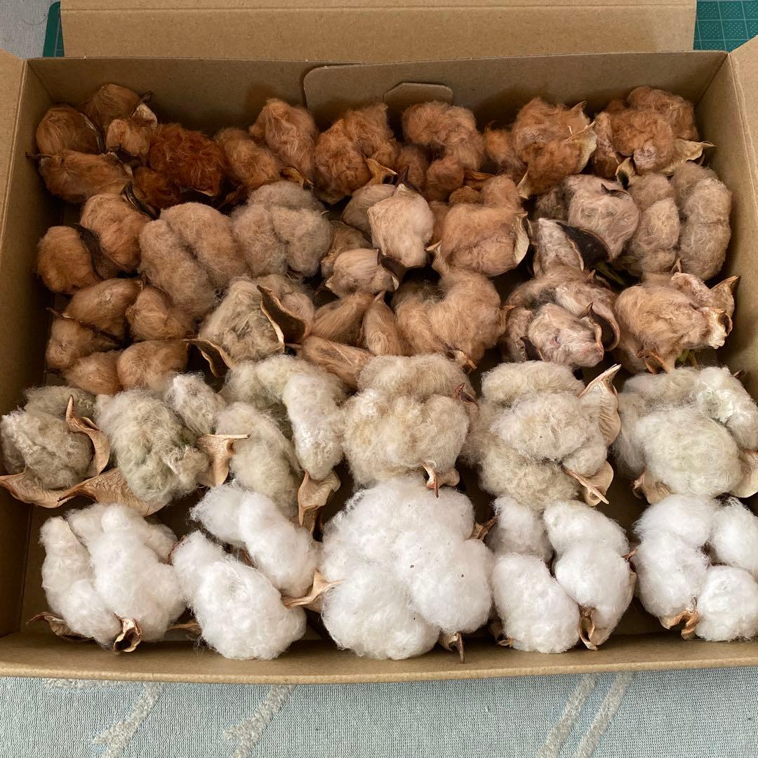 河内コレクション