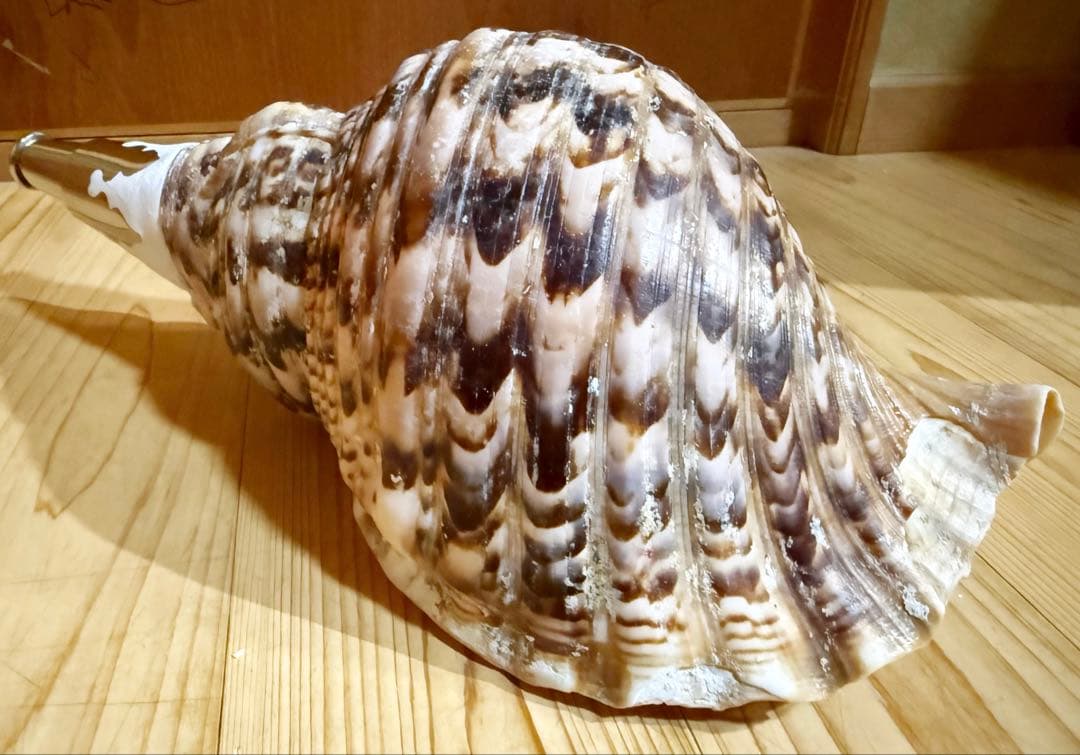 大型肉厚修験道法螺貝39㎝　山伏　密教　熊よけ　魔除け❣️ホラガイ　ほら貝