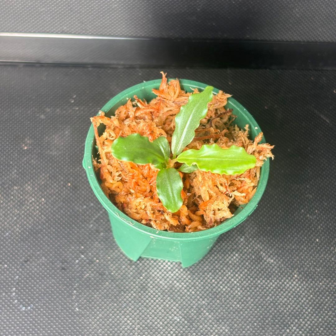 Bucephalandra sp. Aurora KN便