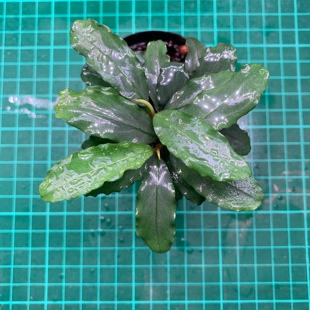 Bucephalandra sp. Aurora KN便