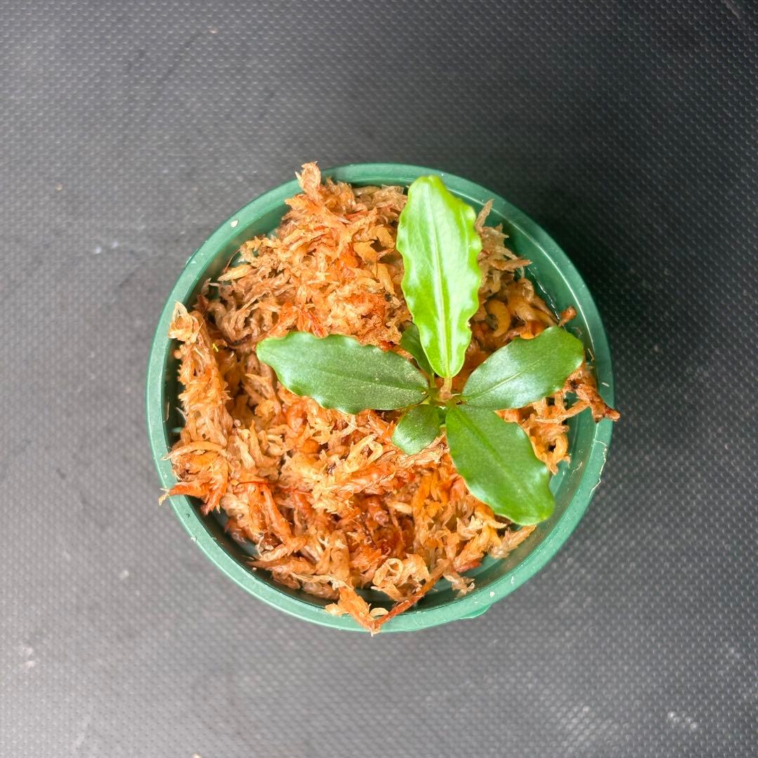 Bucephalandra sp. Aurora KN便