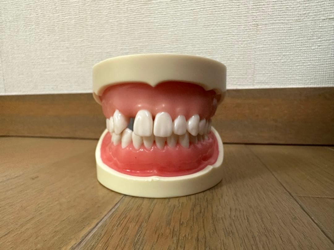 顎模型 D18D-KP.80