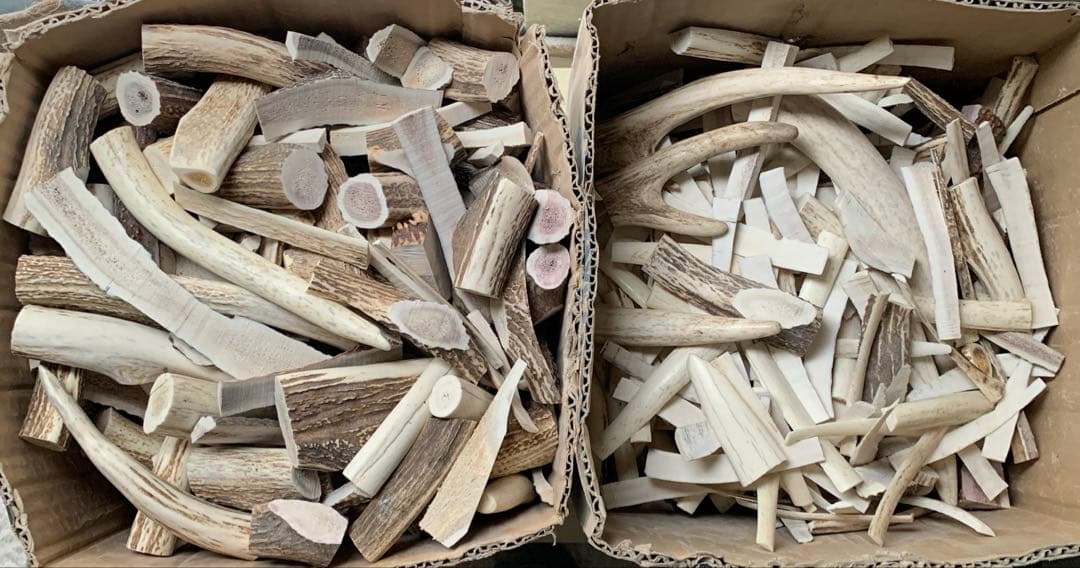 No.2193『鹿角加工材24.2kgセット』鹿の角　エゾ鹿　鹿角　蝦夷鹿